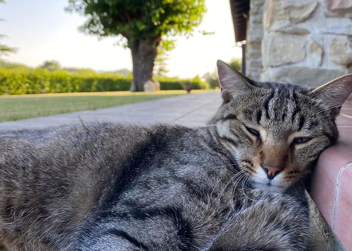 Cascina Il Gelso Alojamento de Acomodação e Pequeno-almoço